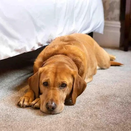 The Stanley 1 Bedroom Dog Friendly Patio Apartment Harrogate